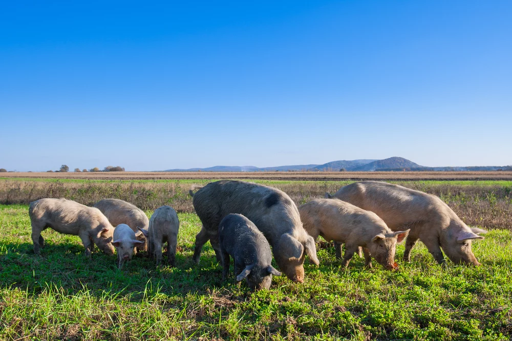 Why Pastured Pork Is the Healthier Choice