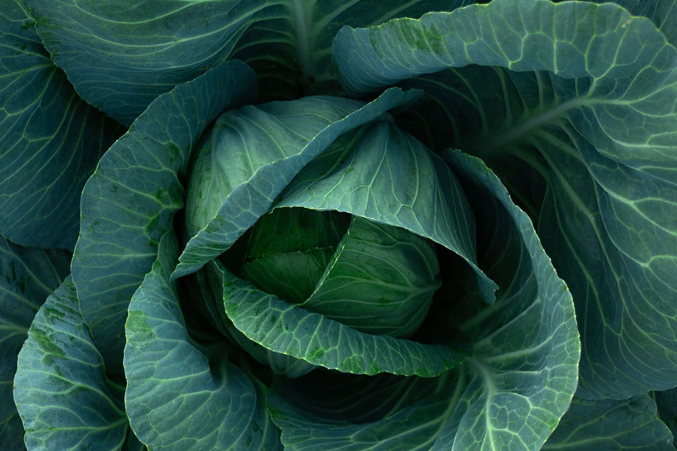 Cabbage med from Shutterstock