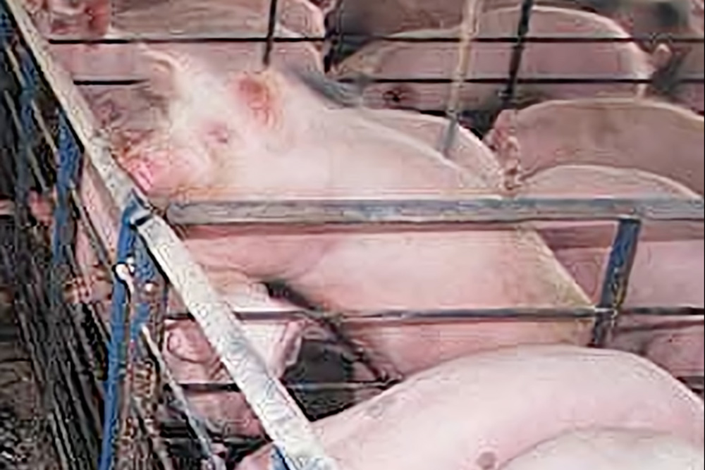 Pastured Pork Equals Happy Pigs | Wiseman Health