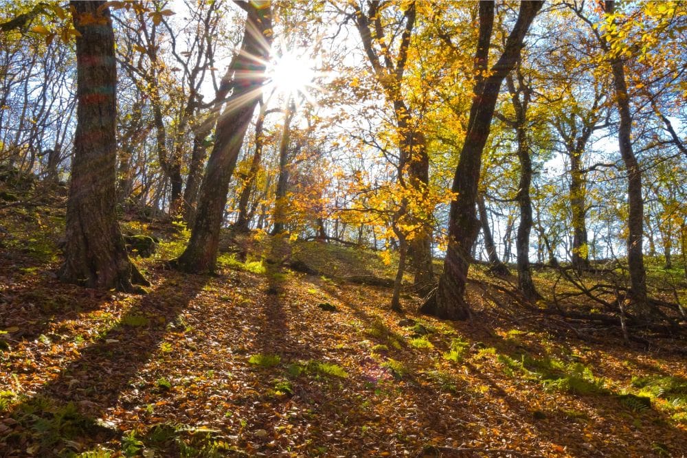 natural solutions to help with mood and energy during the winter blues